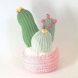 Three Little Cactus Pot Rose