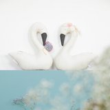 Cygne Décoratif - Ecru