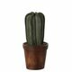 Mini Cactus dans son Pot